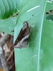 Talides sergestus