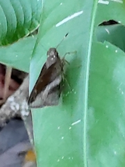 Talides sergestus