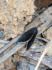 Micrathetis canifimbria