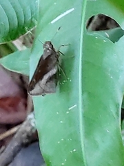 Talides sergestus