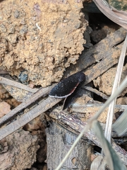 Micrathetis canifimbria