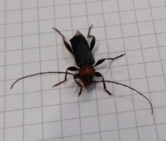 Phymatodes testaceus