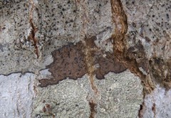 Pseudoschismatomma rufescens