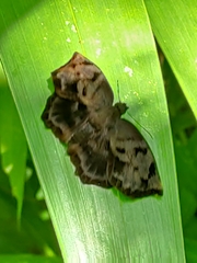 Achlyodes busirus heros