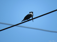 Chloroceryle amazona