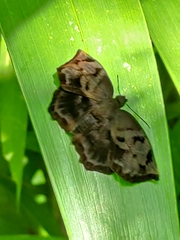 Achlyodes busirus heros