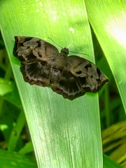 Achlyodes busirus heros