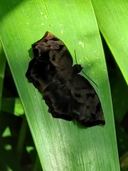 Achlyodes busirus heros