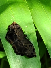 Achlyodes busirus heros