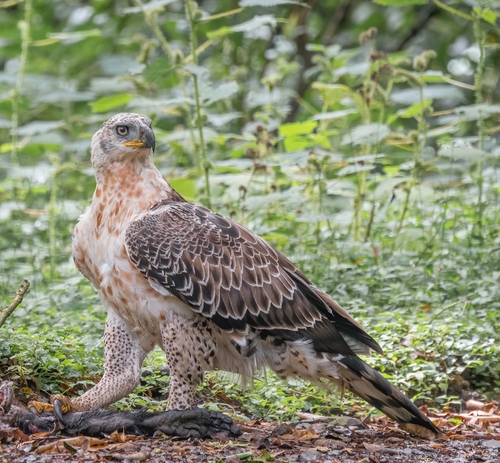 Stephanoaetus coronatus