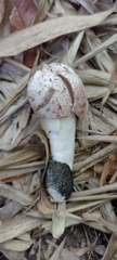 Phallus granulosodenticulatus