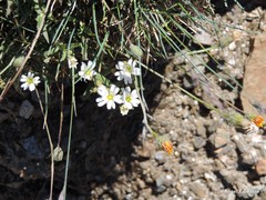 Crepis pulchra