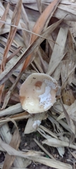 Phallus granulosodenticulatus