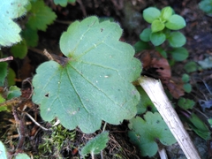 Asarina procumbens