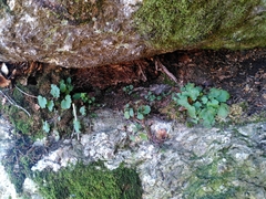 Asarina procumbens