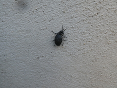 Meloe mediterraneus