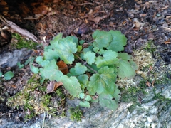 Asarina procumbens