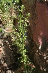 Galium tricornutum