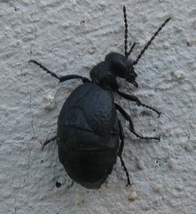 Meloe mediterraneus