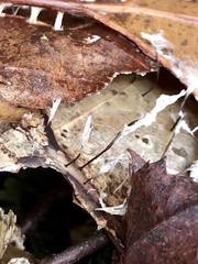 Xylaria filiformis
