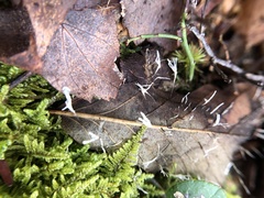 Xylaria filiformis