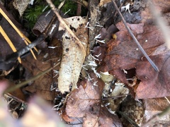Xylaria filiformis