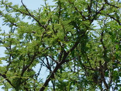 Euscarthmus meloryphus