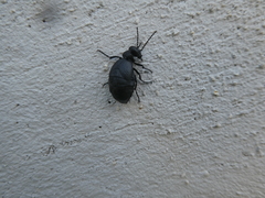 Meloe mediterraneus
