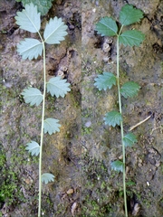 Sanguisorba verrucosa