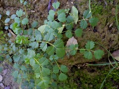 Sanguisorba verrucosa