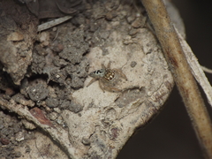 Thyene imperialis