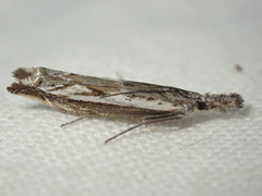 Platytes alpinella