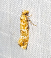 Moerarchis pyrochroa