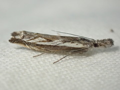 Platytes alpinella