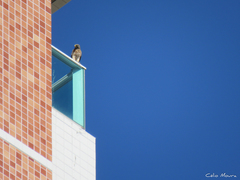 Rupornis magnirostris