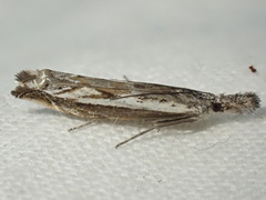 Platytes alpinella