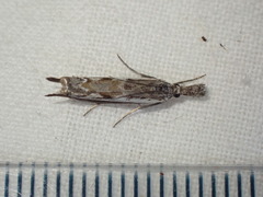 Platytes alpinella