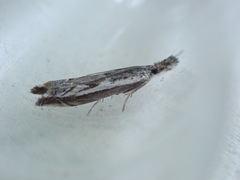 Platytes alpinella