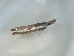 Platytes alpinella