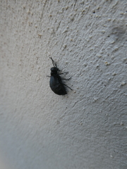 Meloe mediterraneus
