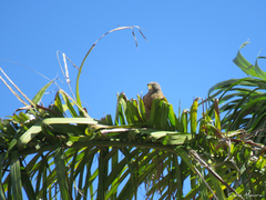 Rupornis magnirostris