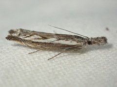 Platytes alpinella