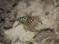 Thyene imperialis