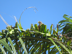 Rupornis magnirostris