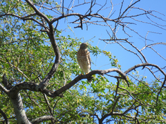 Rupornis magnirostris