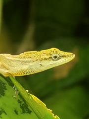 Anolis unilobatus