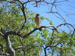 Rupornis magnirostris