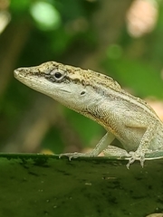 Anolis unilobatus