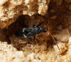 Dieuches syriacus