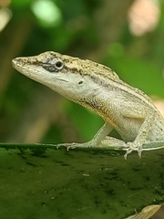 Anolis unilobatus